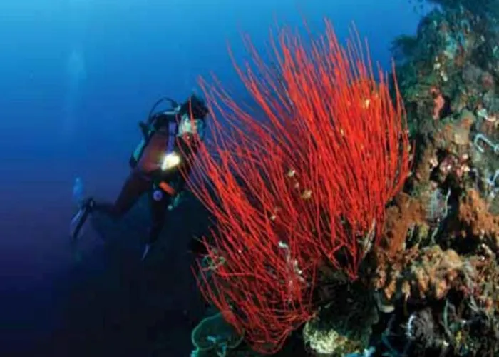 Wreck Divers & Restaurant Station touristique